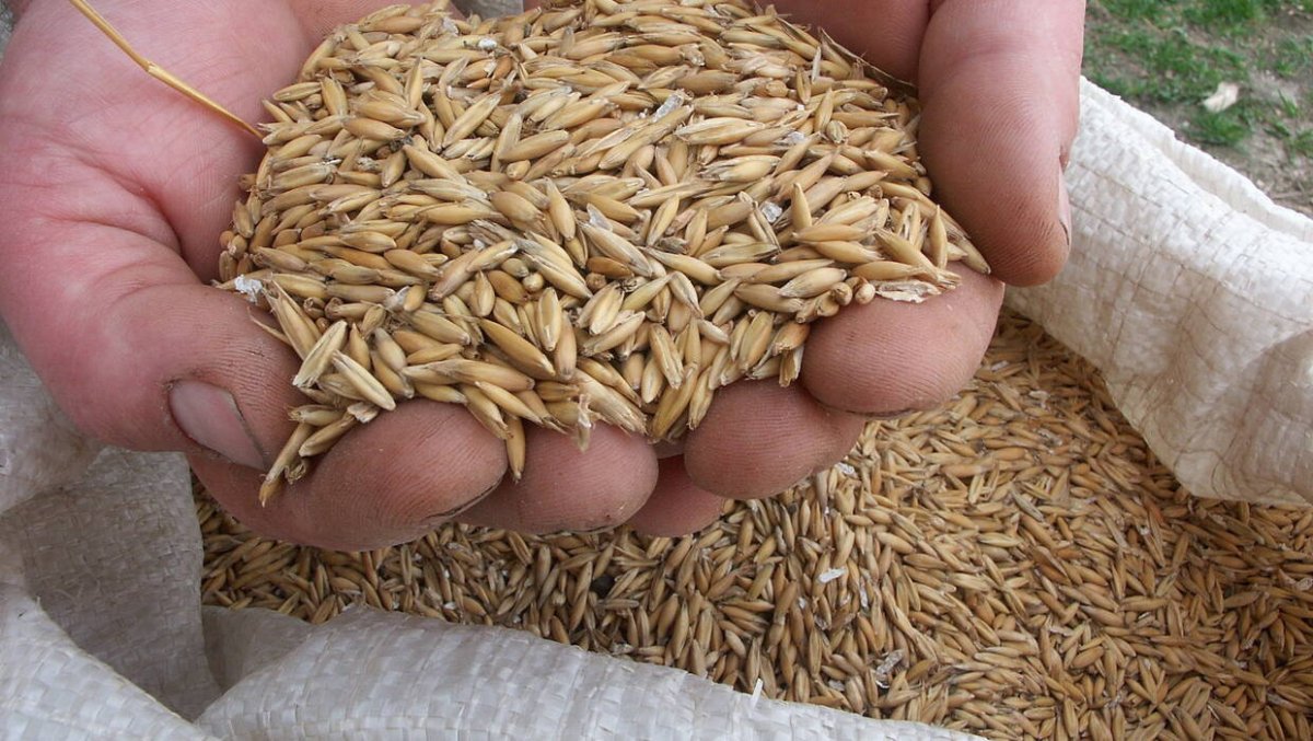 Rolnicy czekają na wzrost cen ziarna