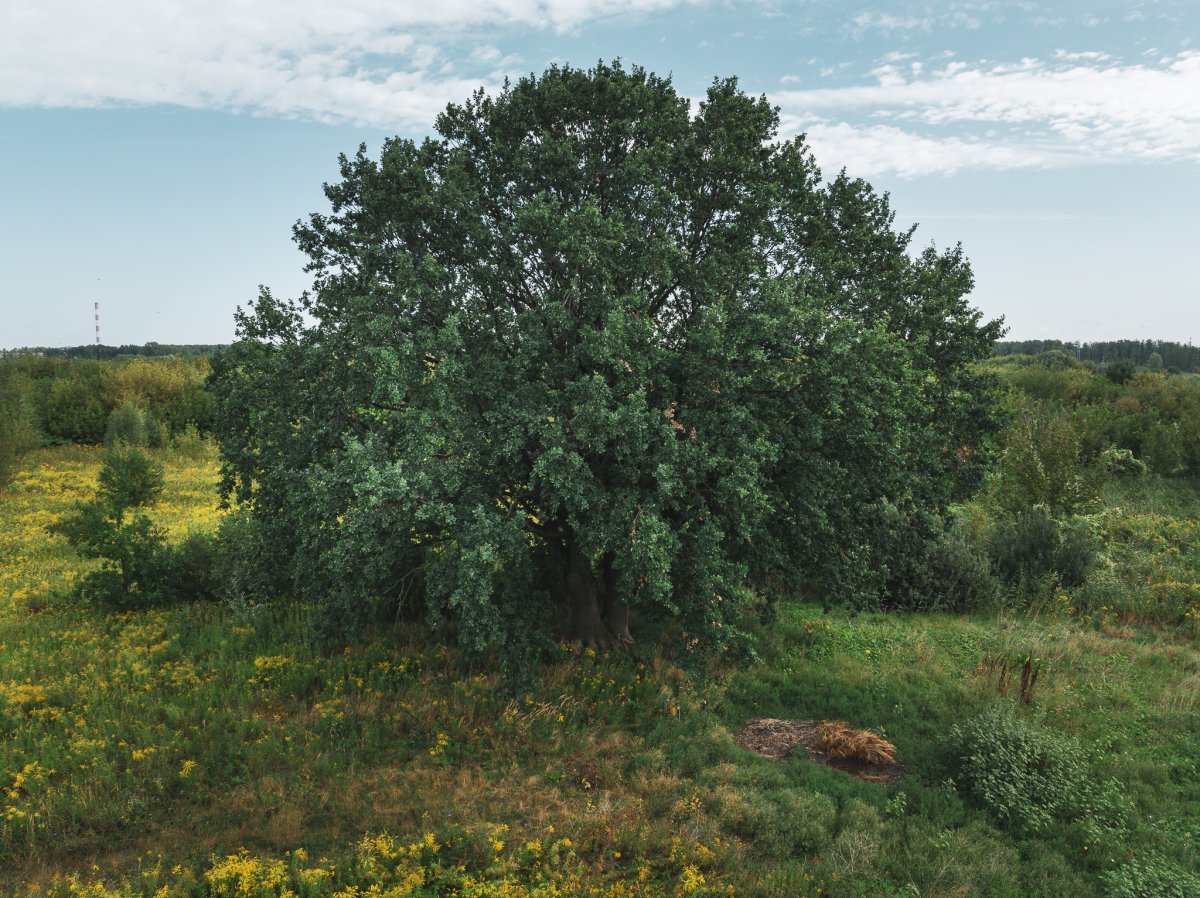 W toku wybory 
