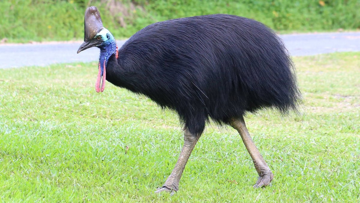 Rzadki gatunek - kazuar hełmiasty wykluł się w stołecznym zoo
