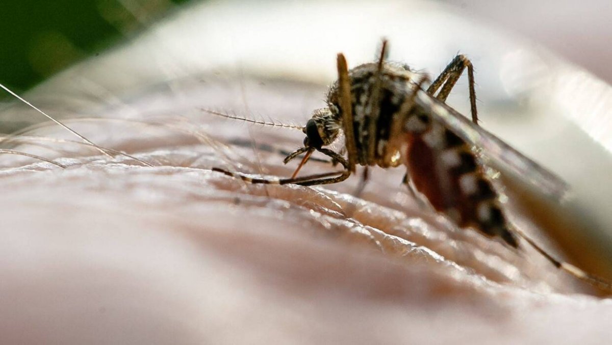 Wirus Zachodniego Nilu nie przenosi się raczej z człowieka na człowieka