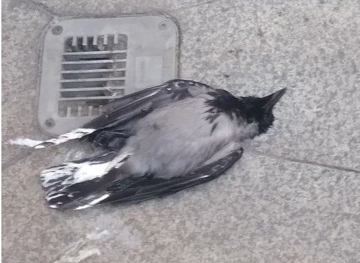 Dlaczego tyle martwych ptaków w Warszawie?