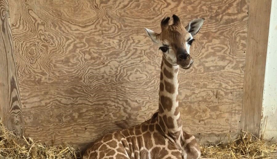 Żyrafiątko nowym lokatorem w Warszawskim ZOO