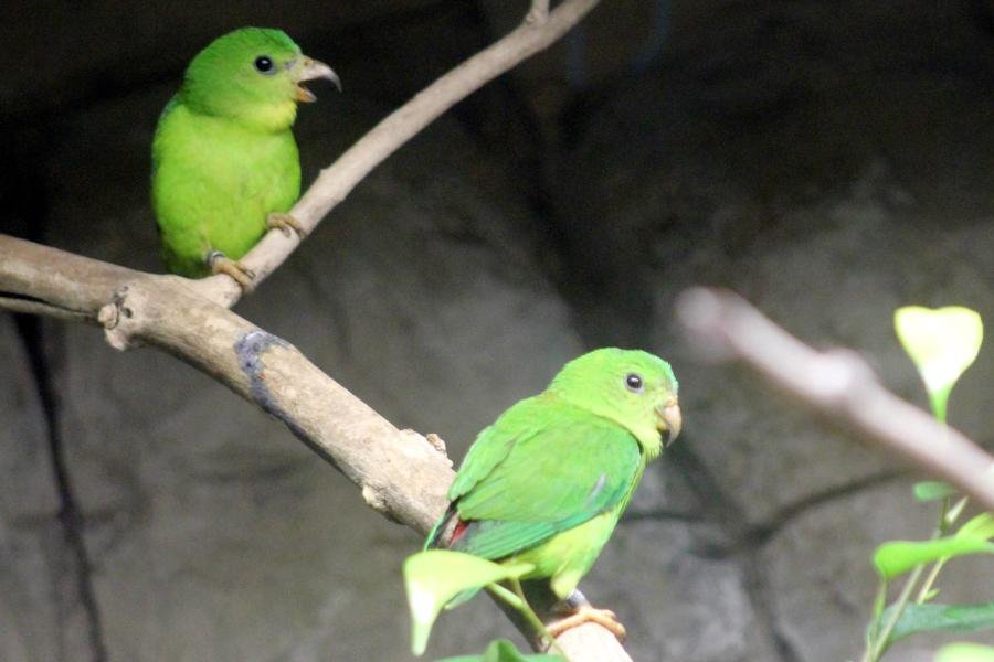 Nowi mieszkańcy warszawskiego zoo