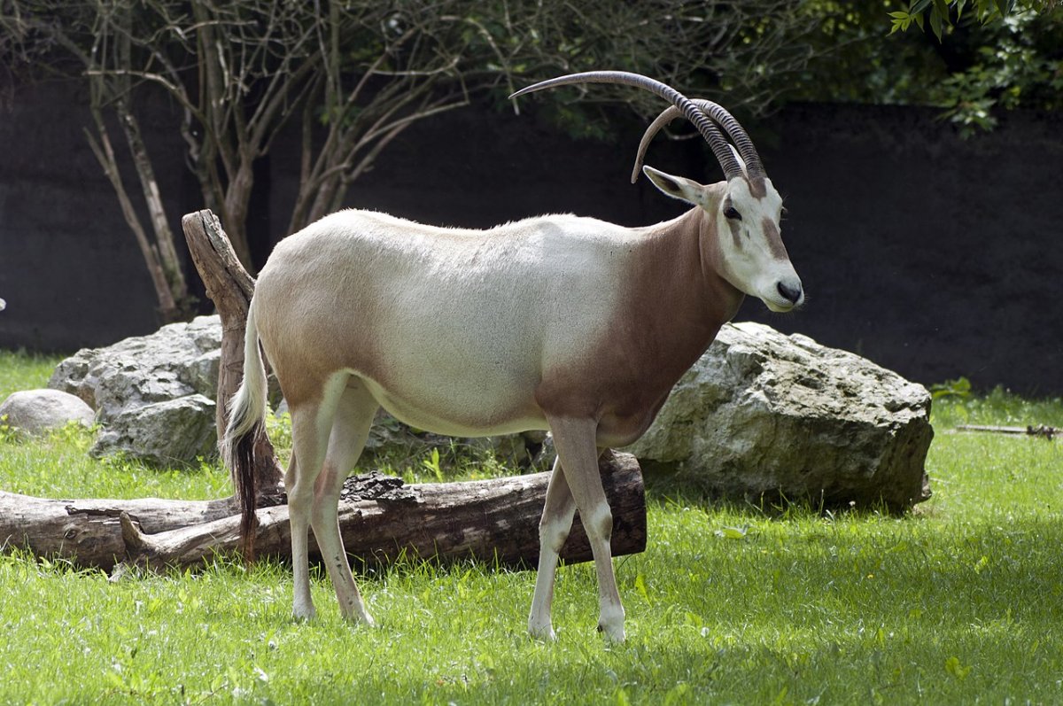 Nowa mieszkanka płockiego zoo