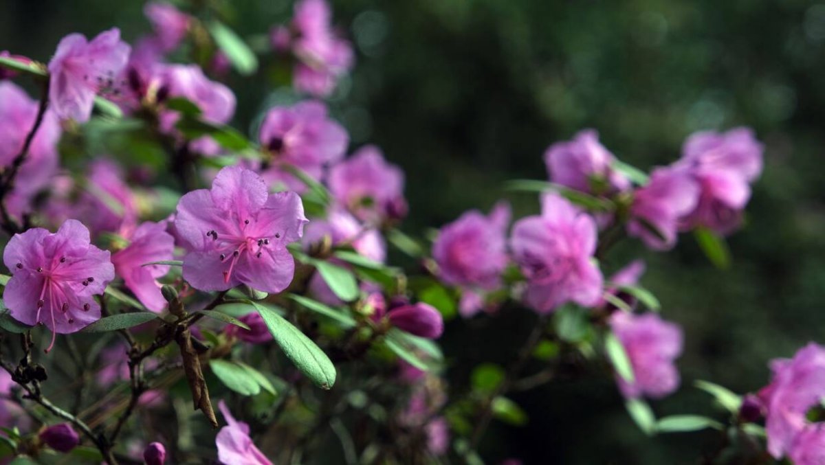 50 lat Ogrodu Botanicznego PAN w Powsinie 