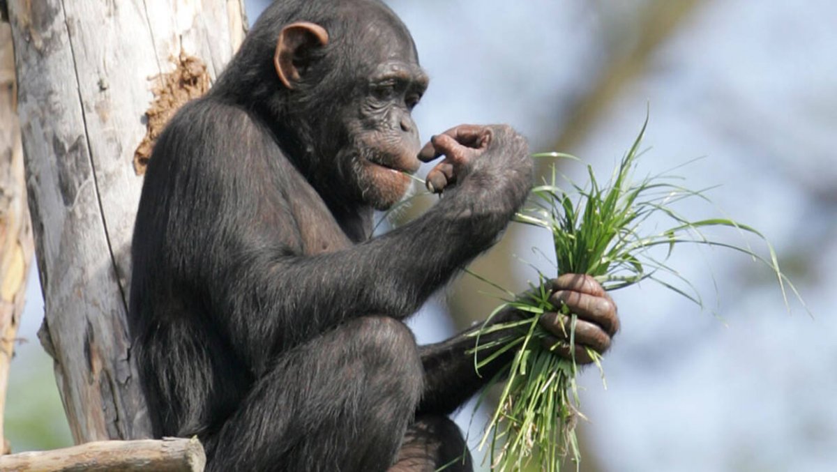 Stołeczne ZOO ogłosiło przetarg na budowę nowej małpiarni