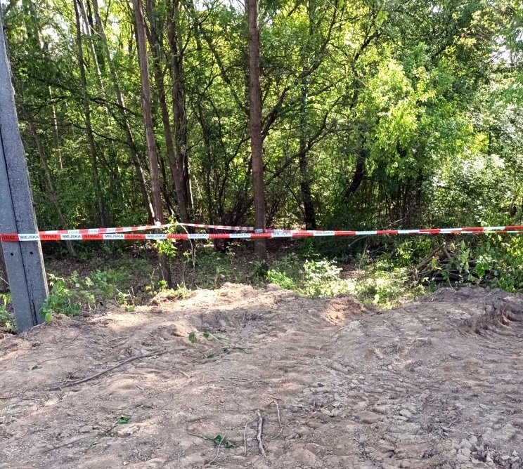 Strażnicy byli wezwani ws. nielegalnej wycinki, a znaleźli coś zupełnie innego