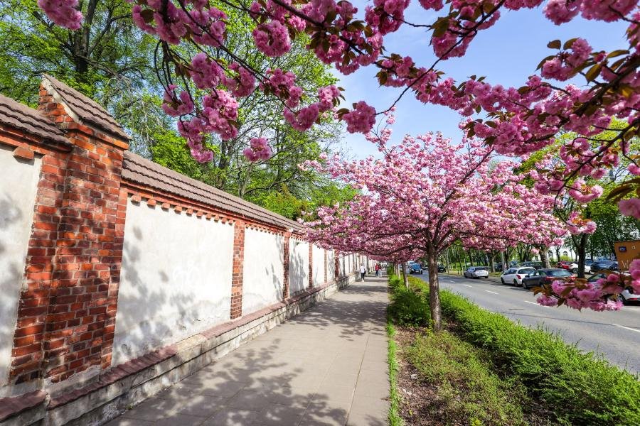 Warszawa wiosną pachnąca. Gdzie znajdziemy najpiękniejsze ulice?