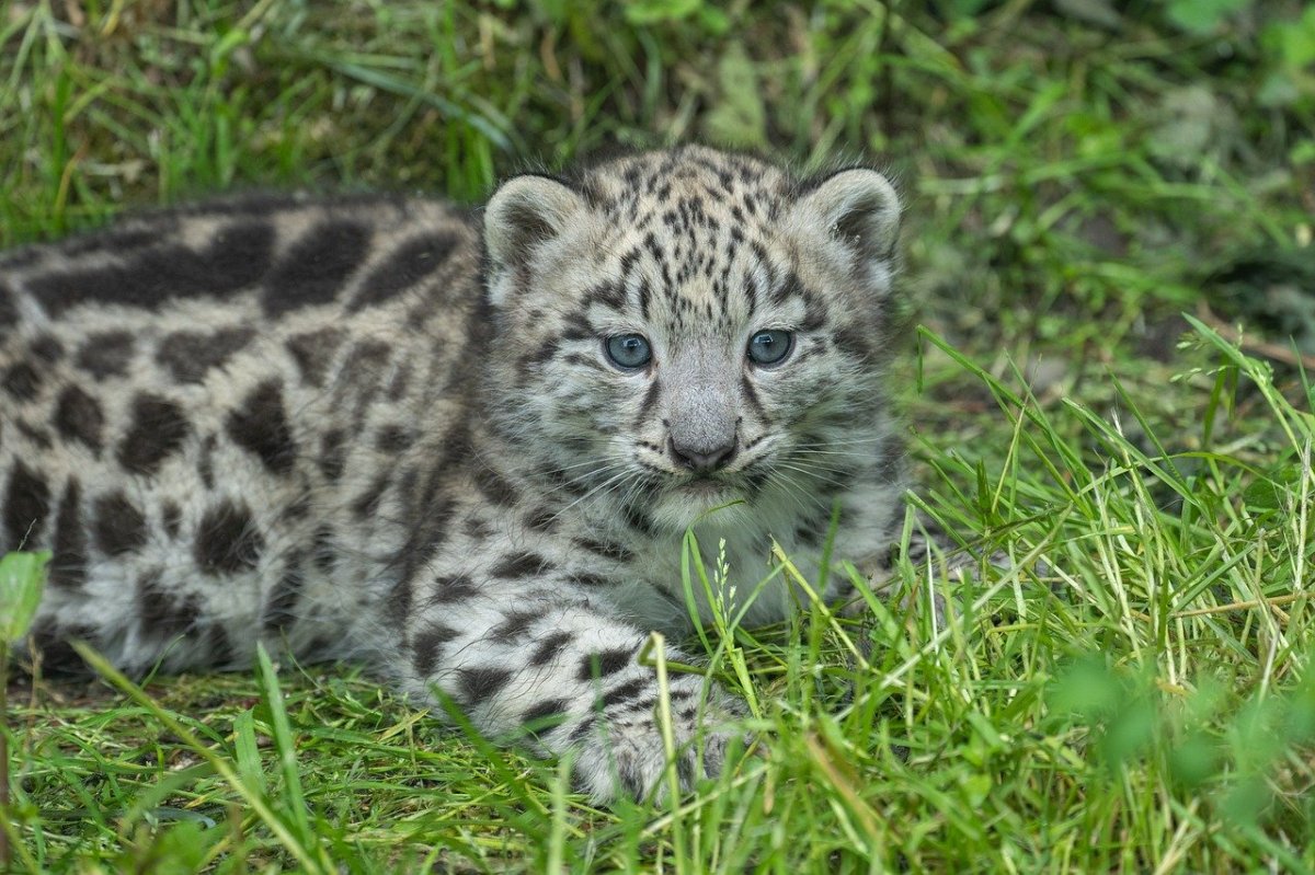 Pantera śnieżna z płockiego zoo do Francji. Jakie będą losy Espero?