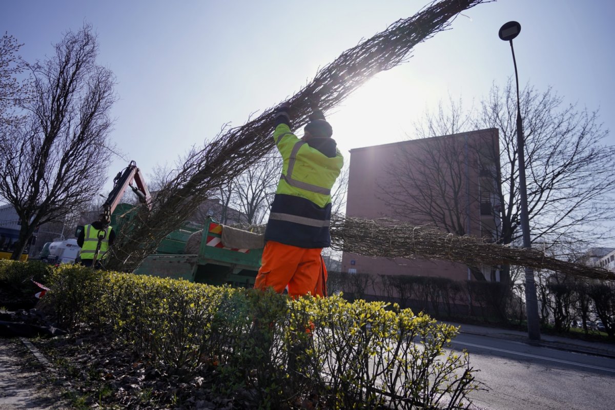 Mieszkańcy zadecydowali o zwiększeniu zieleni a ul. Odyńca
