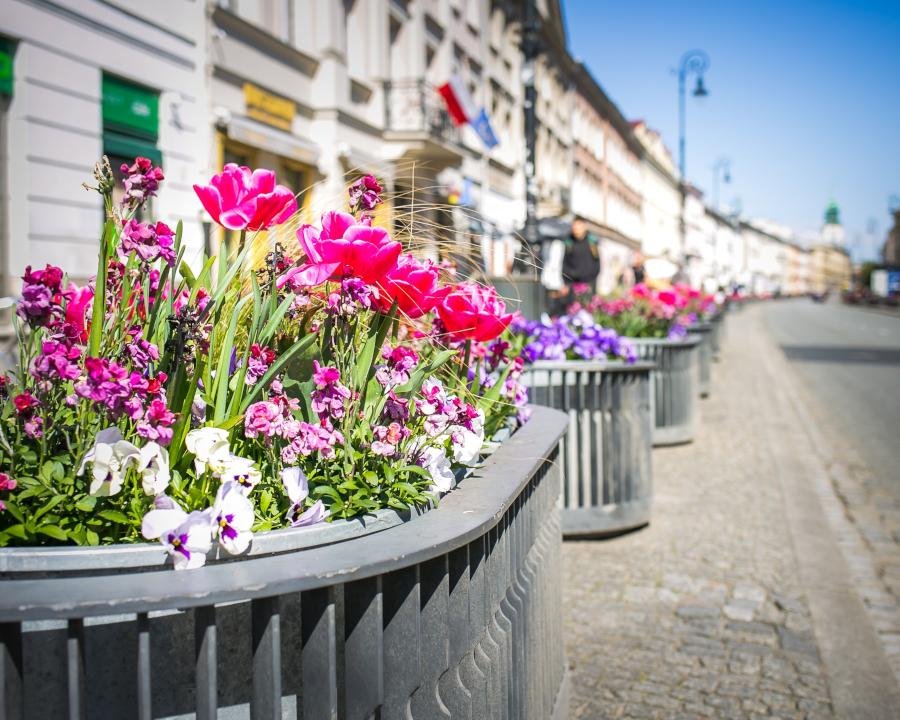 Ponad 5 milionów kwiatów zakwitnie wiosną w Warszawie