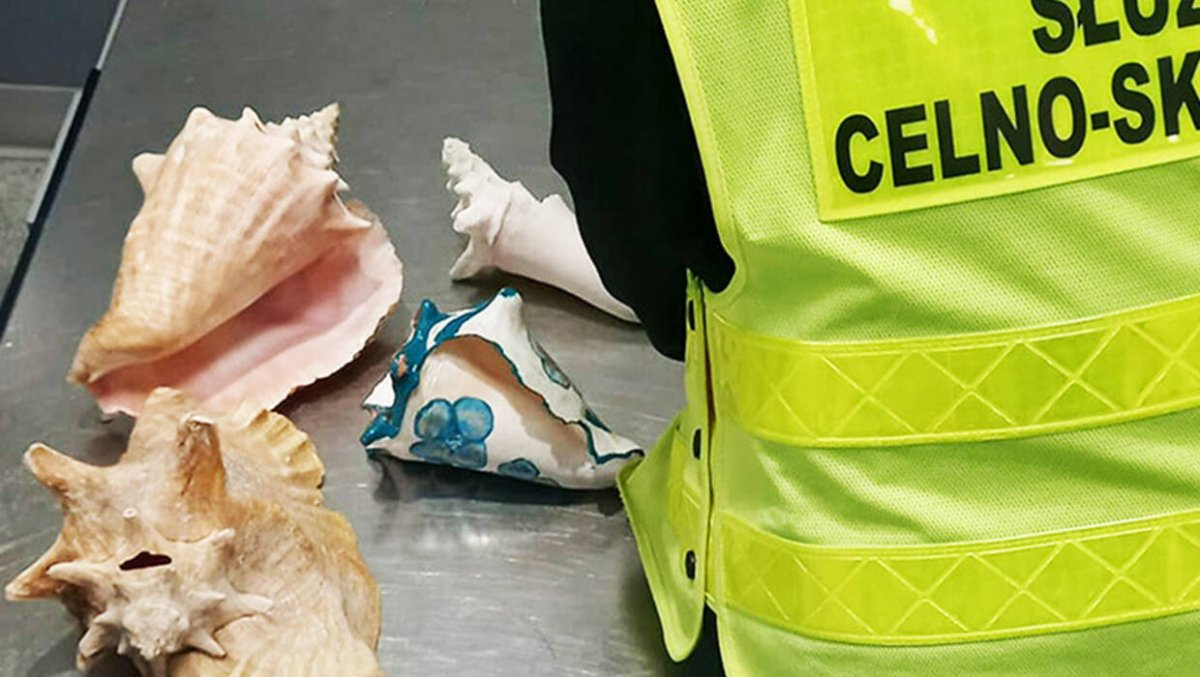 Funkcjonariusze KAS udaremnili nietypowy przemyt 