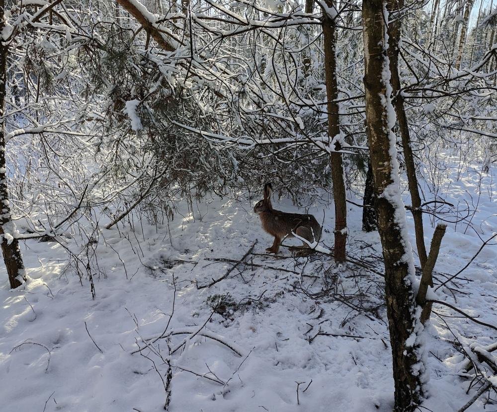 W porę odnaleziony i uwolniony. To plaga w naszych lasach