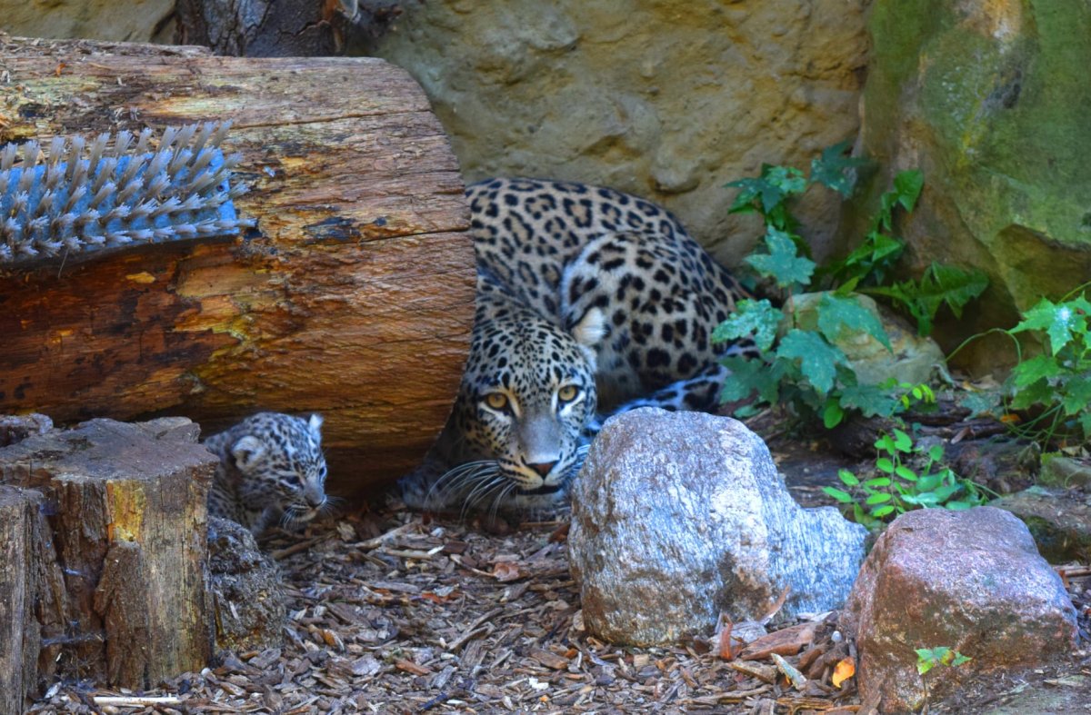 Zoo w Płocku z własnym ekologicznym źródłem energii elektrycznej