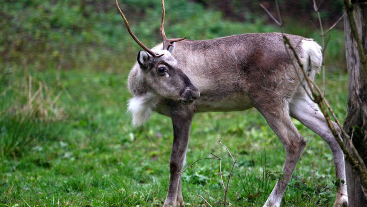  W zoo w Płocku zamieszkała samica renifera fińskiego, podgatunku zagrożonego wyginięciem