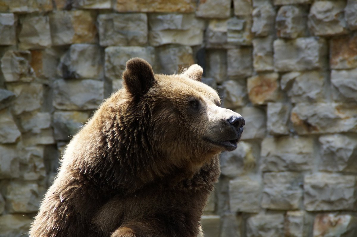 Zoo w okolicach Edynburga przygarnęło niedźwiedzia, który przetrwał wojnę na Ukrainie