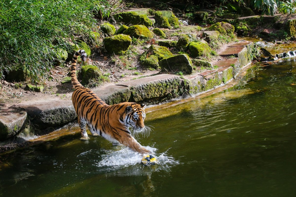Stołeczne zoo apeluje, by nie strzelać w Sylwestra