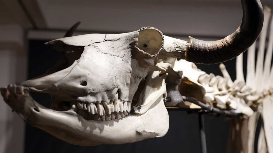 „Tatrzańskie Yeti” – wystawa o nietypowych zwierzętach w Muzeum Tatrzańskim