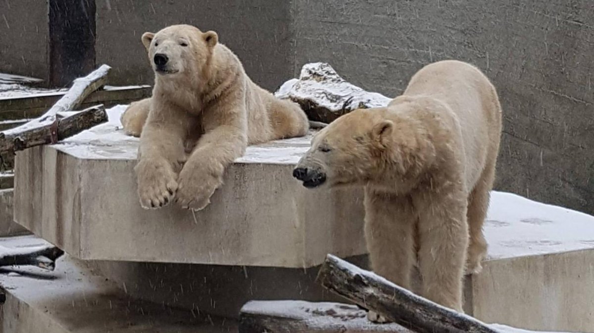 Stołeczny ogród zoologiczny zaprasza na 13. urodziny niedźwiedzi polarnych, Gregora i Aleuta