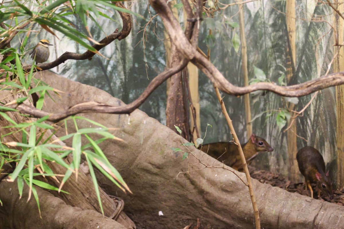 W warszawskim zoo zamieszkali wyjątkowi goście