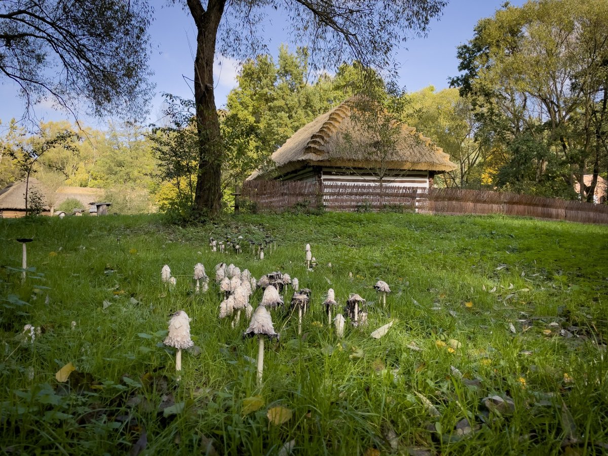 Skansen w Radomiu jest większy
