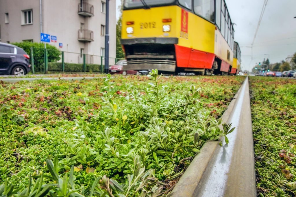 Tramwajowe torowiska pachnące oregano