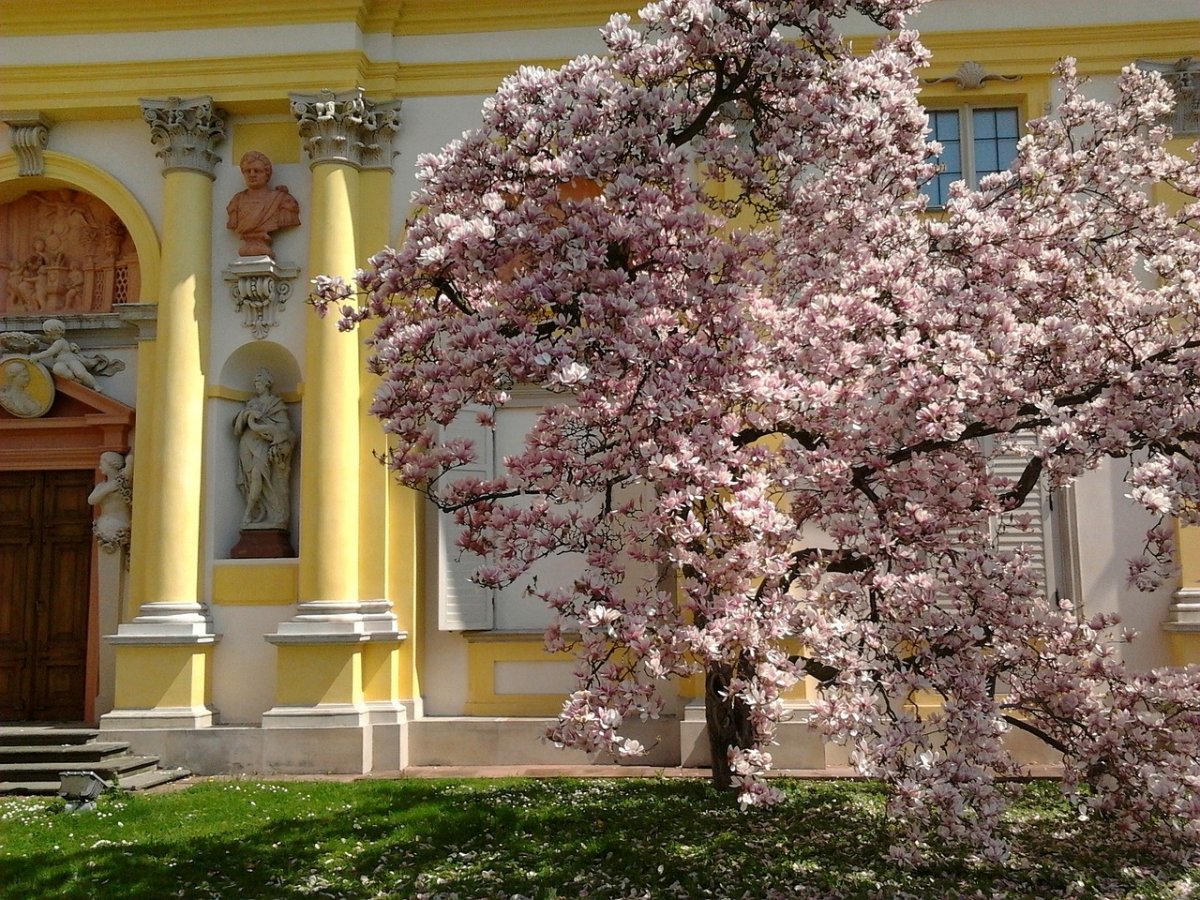 Jaką historię opowie Warszawskie Drzewo Roku 2023?