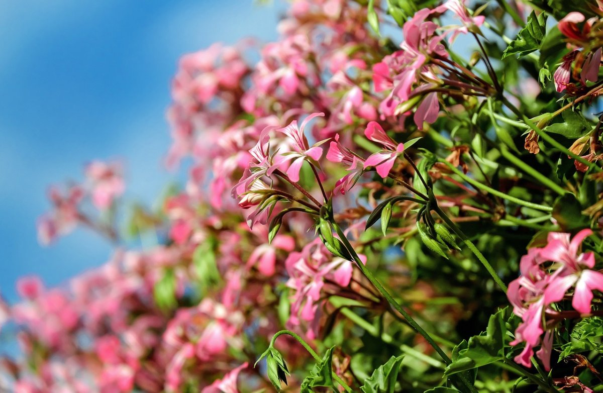 Pelargonie do adopcji?