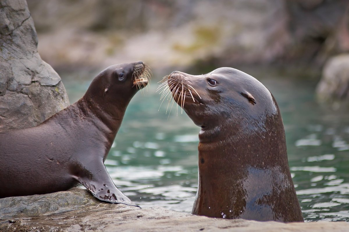 W płockim zoo zamieszkały cztery foki pospolite, które przyjechały z Antwerpi