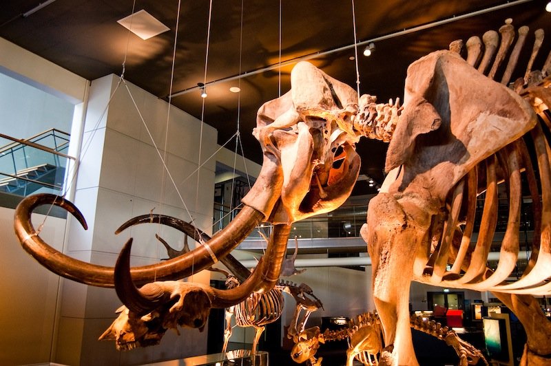Skarby odnalezione podczas budowy warszawskiego metra: czaszka prażubra, mamut, i słoń leśny