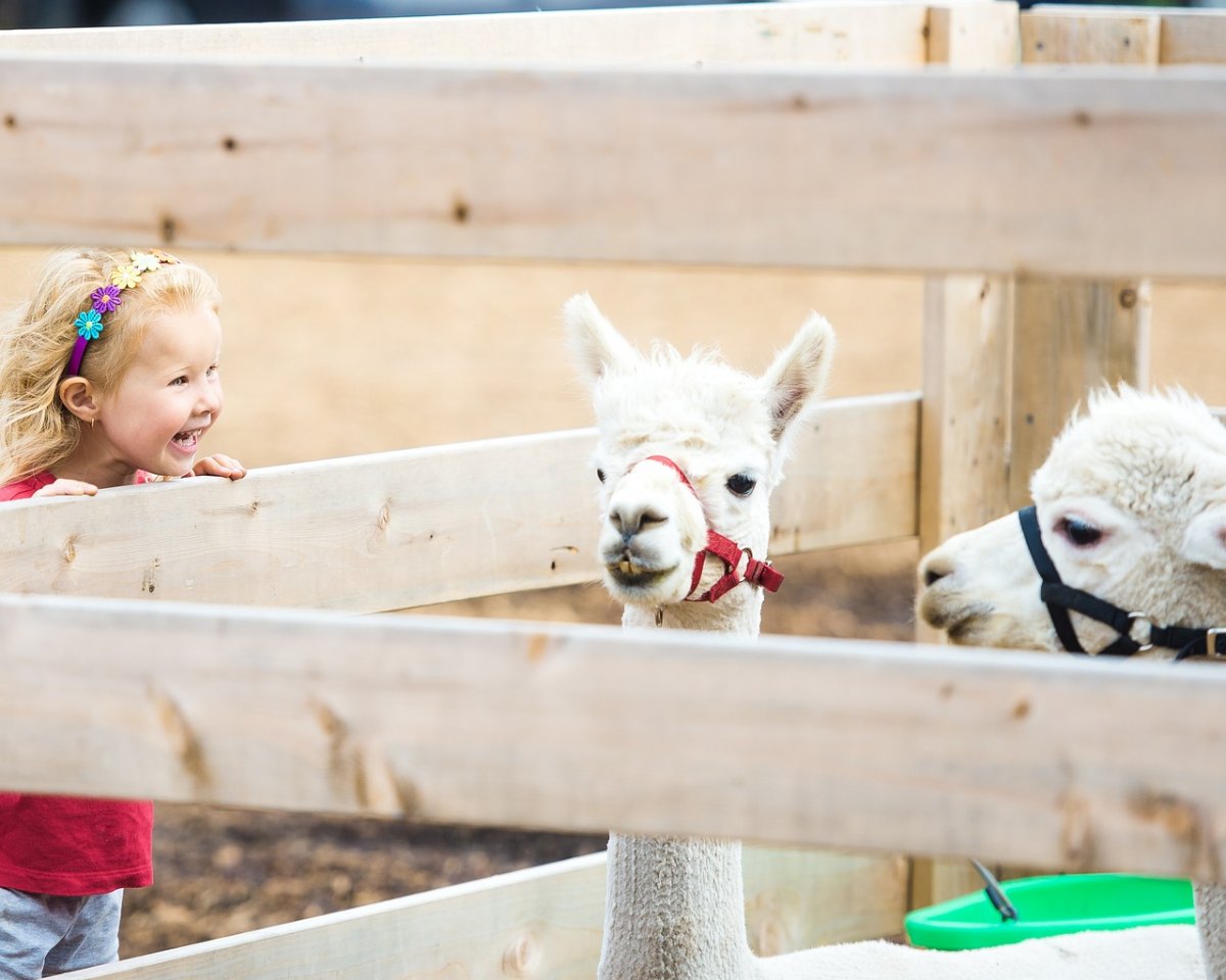 Sto ukraińskich dzieci zwiedziło zoo - przebywają w Polsce w ramach akcji „Mazowsze dla Ukrainy”