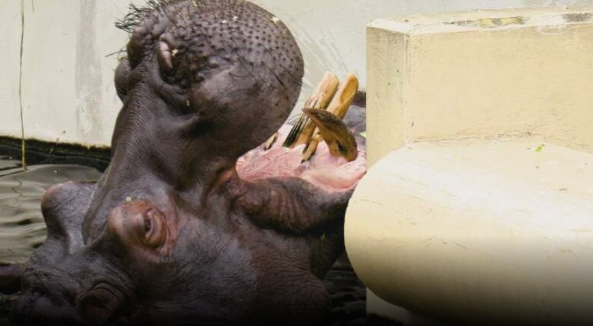 Hipopotam Hugo świętuje osiemnastkę – wielka feta w warszawskim ZOO!