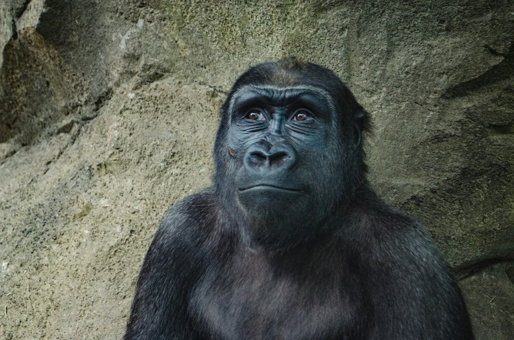 Azizi nie jest już sam! Do warszawskiego zoo przyjechały N’Hasa i N’iralé
