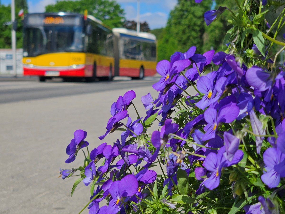 Kolorowa akcja! Kwiaty z pętli czekają na mieszkańców