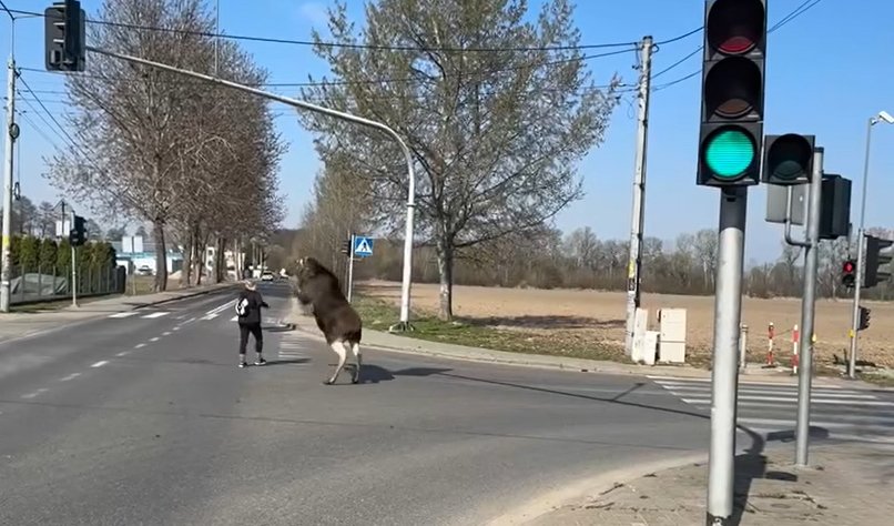 Nie drażnij łosia! Nieproszony gość w Falentach