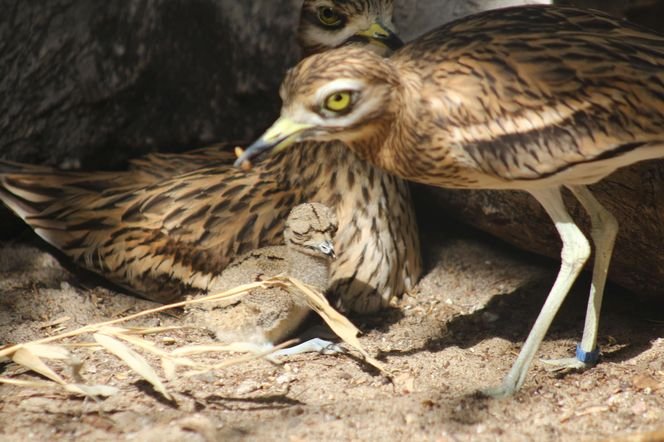 Sensacyjne narodziny w warszawskim ZOO: Pisklę kulona, gatunku uznawanego za wymarły! [ZDJĘCIA]