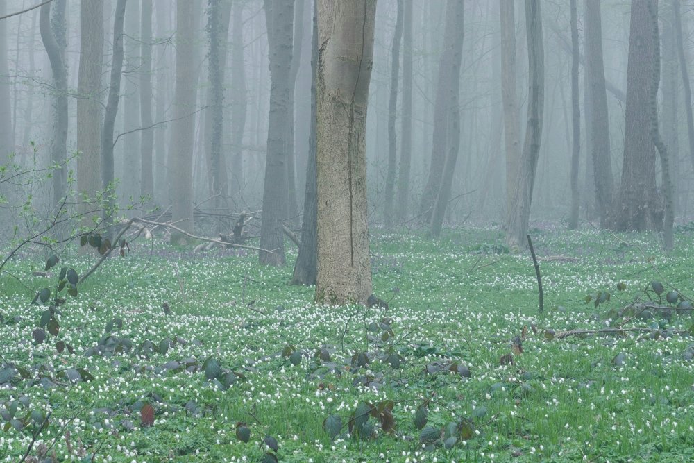 Mazowsze w zasięgu burz i gęstej mgły – IMGW wydaje ostrzeżenia