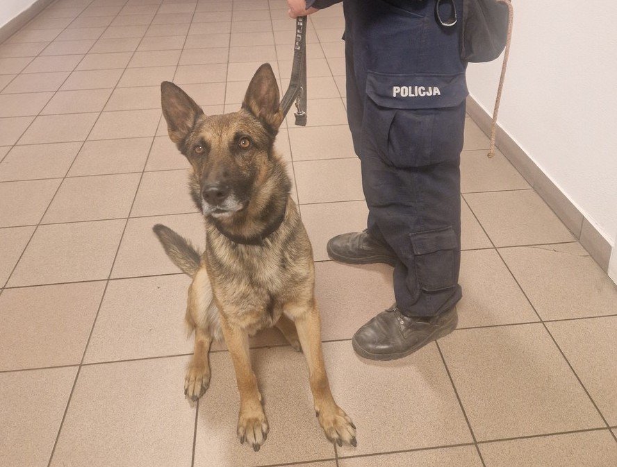 Ciechanów.  Rico pomógł w znalezieniu mefedronu 