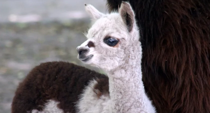 Rico rządzi na wybiegu! Nowy uroczy mieszkaniec ZOO wita gości