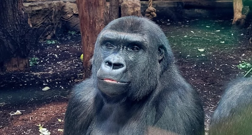 Domówka u goryli w Warszawskim ZOO – poznaj N’Hasę i N’Iralé!
