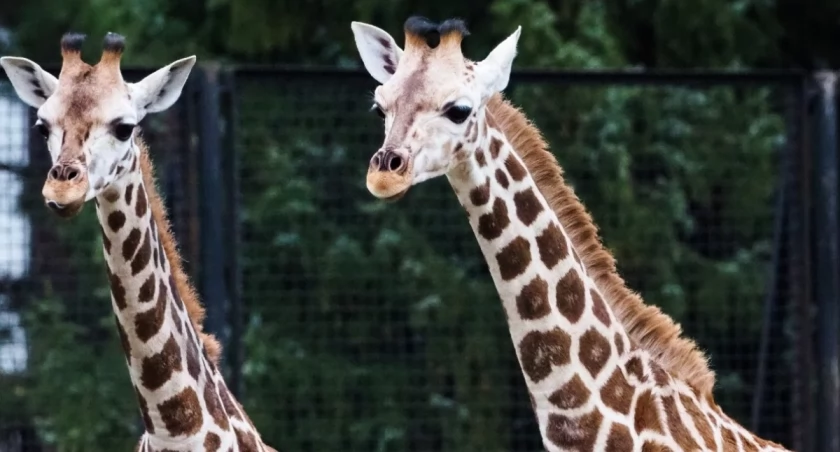 Pietruszka kończy rok! Urodzinowa impreza w ZOO