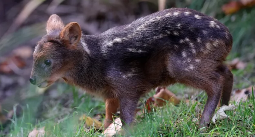 Nowa gwiazda zoo ma imię! Najmniejsza dama wśród jeleni