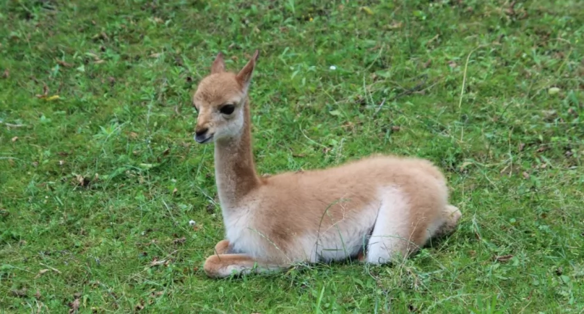 Warszawskie zoo wita symbol Peru. Wikunia na świecie!