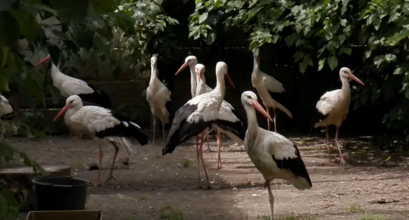 Tego ptaka zna każdy. Teraz ma wyjątkowy tytuł