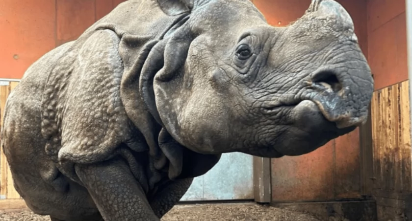  Teściowa zamieszkała z synową. Niezwykłe wydarzenie w warszawskim ZOO