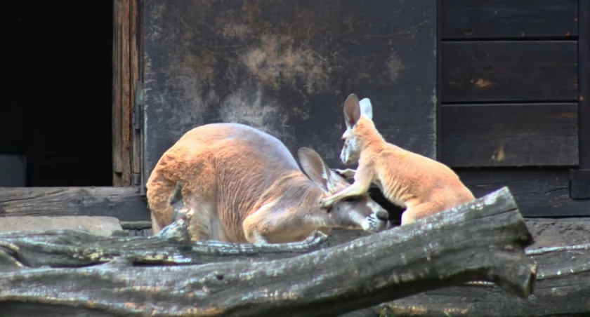 Kangurzątko w warszawskim ZOO. Wybierz imię dla nowego mieszkańca!