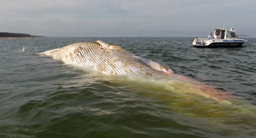Martwy wieloryb dryfuje w stronę plaży — Bałtyk wciąż bez rozwiązania