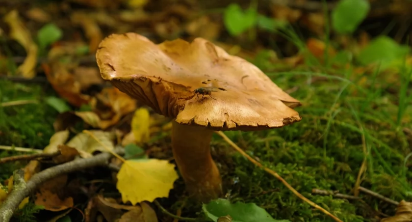Kiedyś ceniony na stołach, dziś uznawany za groźny truciciel