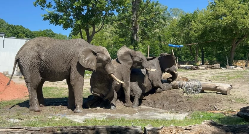 Światowy Dzień Słonia w ZOO: poznaj Fryderykę, Bubę i Leona