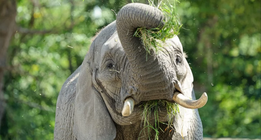 Proszę Słonia! Święto gigantów w warszawskim ZOO